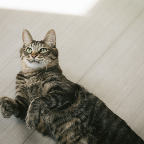 上崎まこと♡電撃デビュー