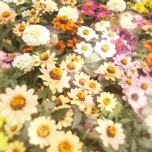 スカイツリータウン🌲