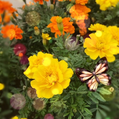 マリーゴールド🌸