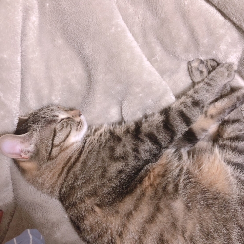 臨時休業のお知らせ