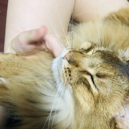 ごろごろฅ•ω•ฅ