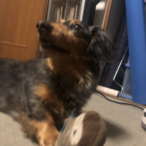 ( ⁎ᵕᴗᵕ⁎ )❤︎