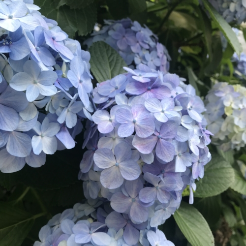 💠あじさい💠