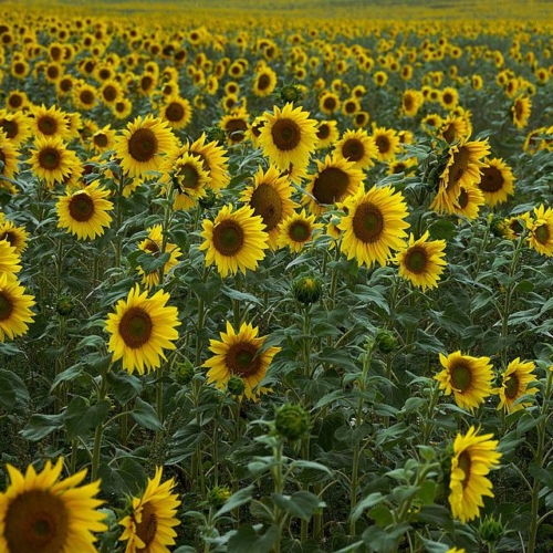 7月もありがとうございました