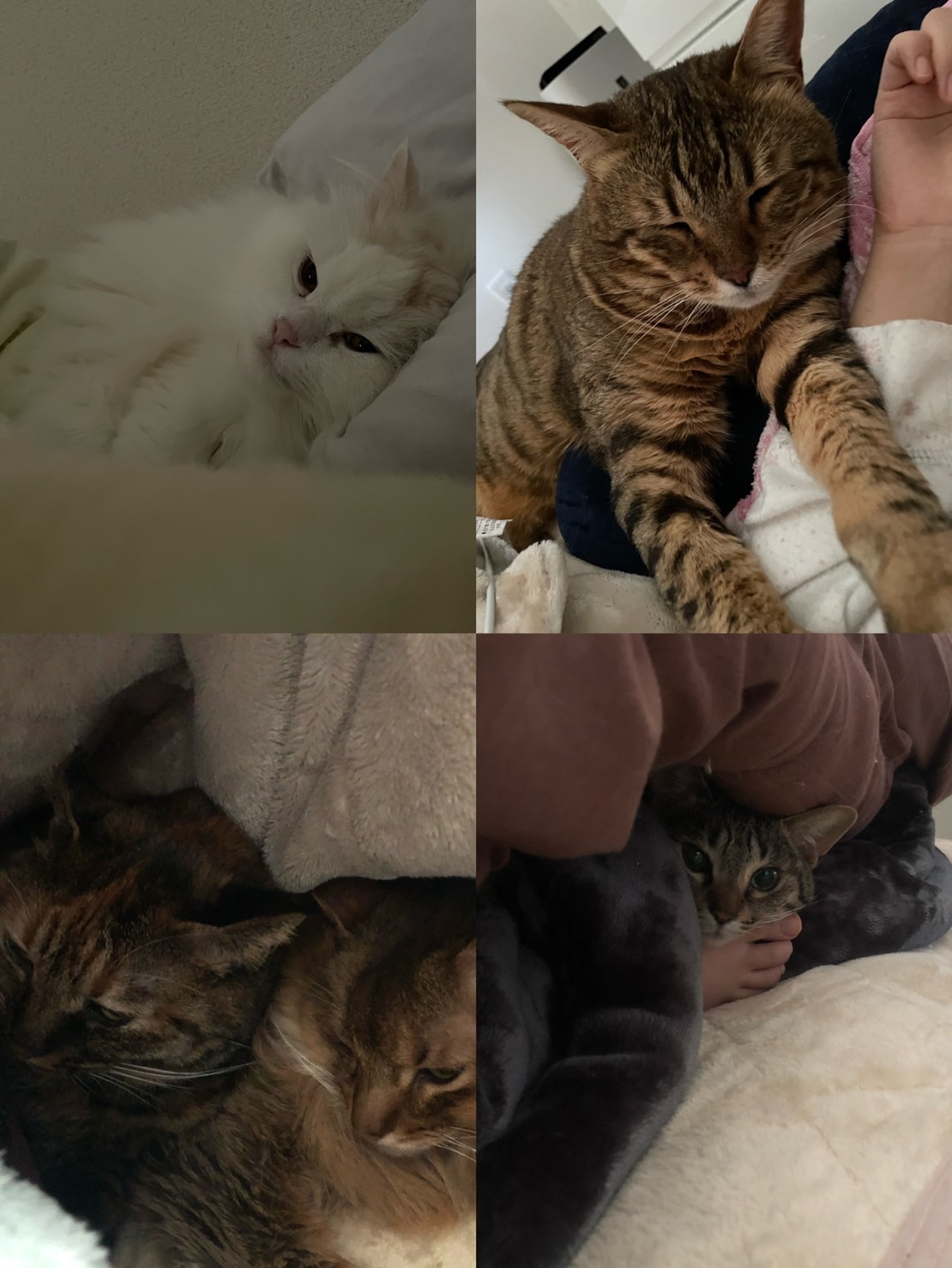 にゃんにゃん大切な家族です