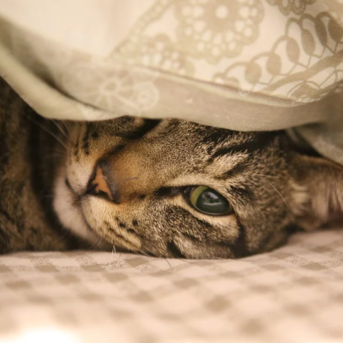 お布団から出られにゃい・・・・