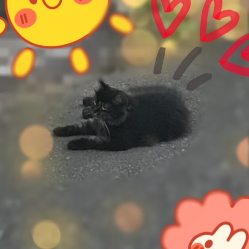 ねこ🐈‍⬛