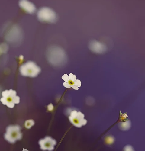 無事に春は・・・・