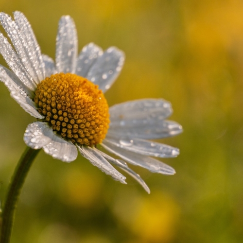 花粉がやってきた