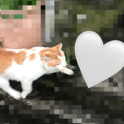 ねこちゃん🐈