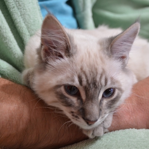 動けにゃい・・・・