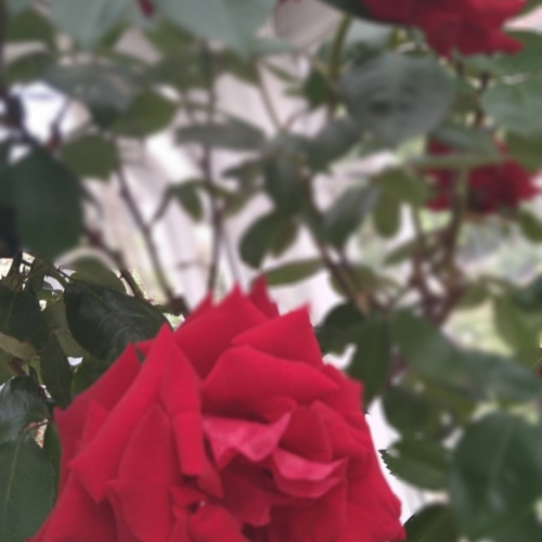 バラ🌹
