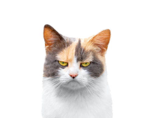 パニック！！！！