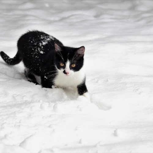 明日は・・・・雪？？