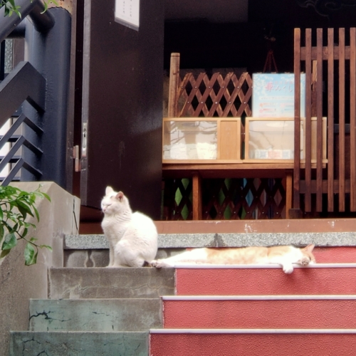 ちょっと涼しくなったかな