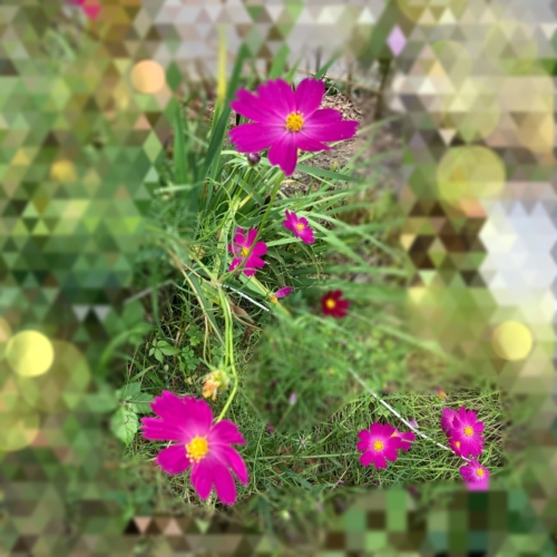 コスモス