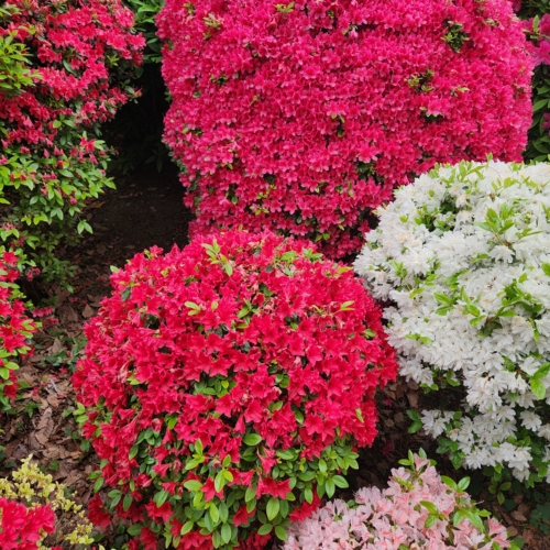 ☆つつじ祭り☆