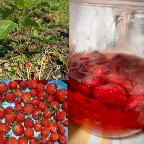 5月の果実　使い道