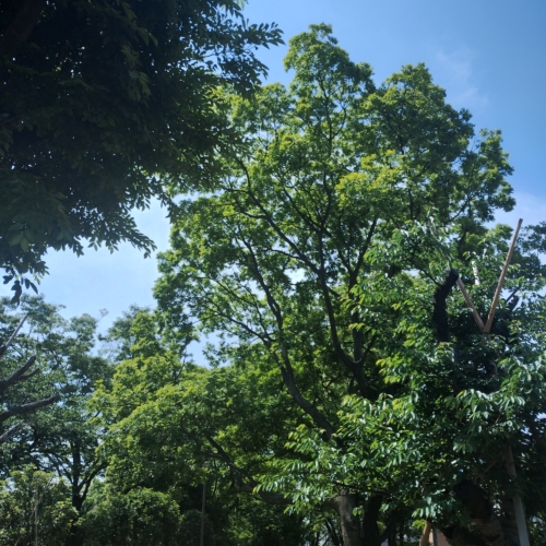 ぐんぐんと、大地の生命力　高潮中