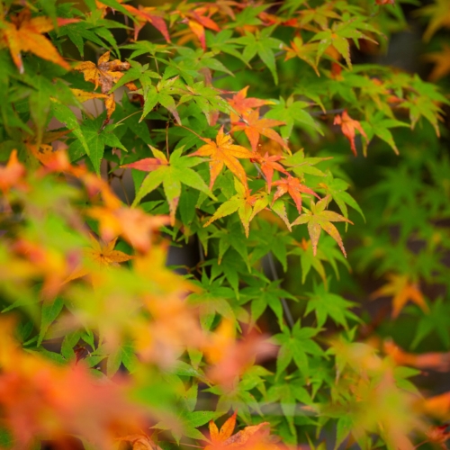 本日出勤します。