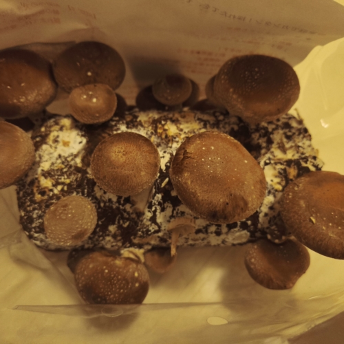 菌床　買ってみた