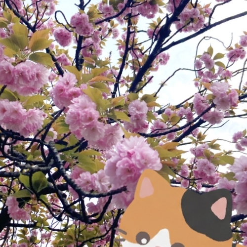 八重桜
